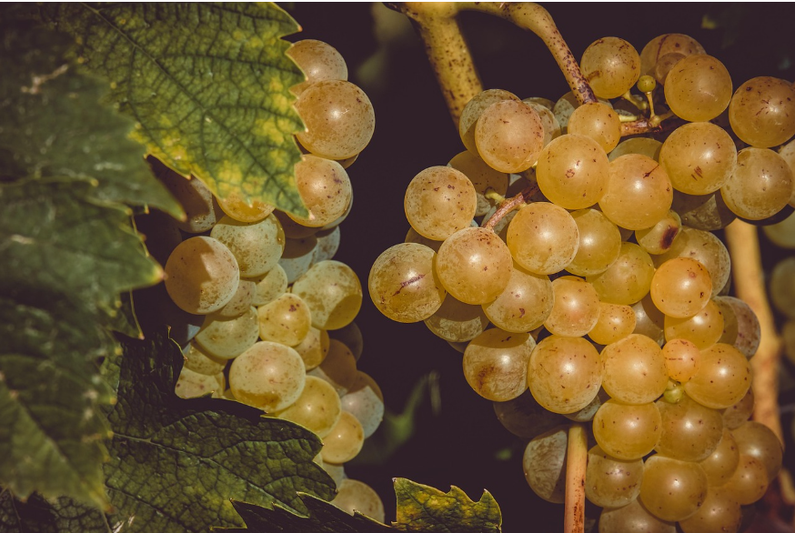 Il futuro delle nuove generazioni nel settore agroalimentare. Un’occasione per ricordare Maurizio Canavari